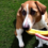 can dogs eat bananas?