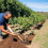 How To plant a fruit tree
