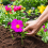How To plant flowers